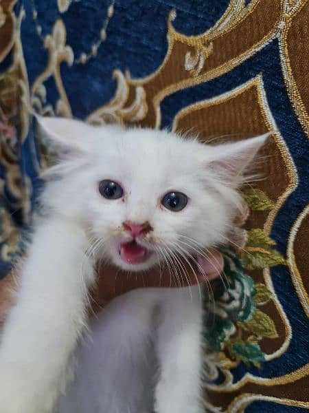 Pershion cat (multiples) 1