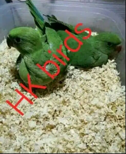 green ring neck #chicks for sale #sale offer #green parrot #hand tame 0