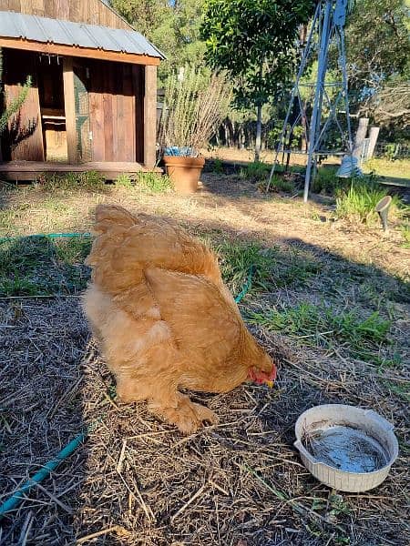 gholden havey buf white havey  buf. Cochin chicken and Gholden sibrit 8