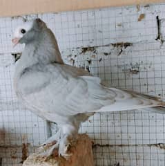 Silver Mukhi Breeder Pairs available