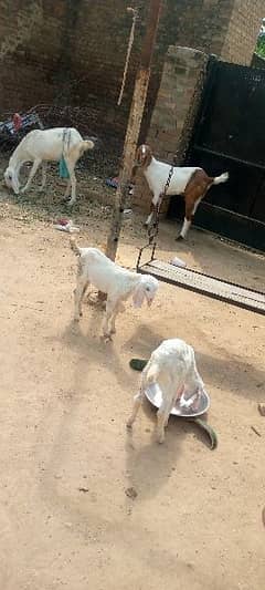 goat rajanpuri with 2 kids for sell 0