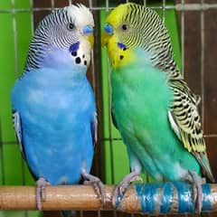 Australian Parrots Pair || Age 7 Months+ || Egg Laying Parrots