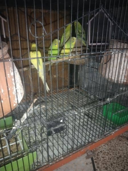 Australian Parrots Pair || Age 7 Months+ || Egg Laying Parrots 2