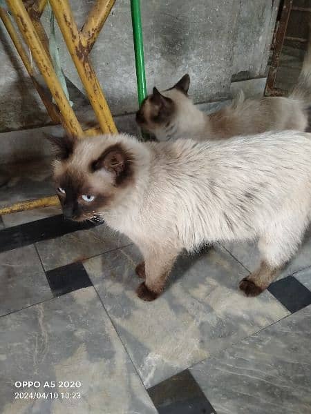lovely pair of american cats selling because urgent need to travel 0