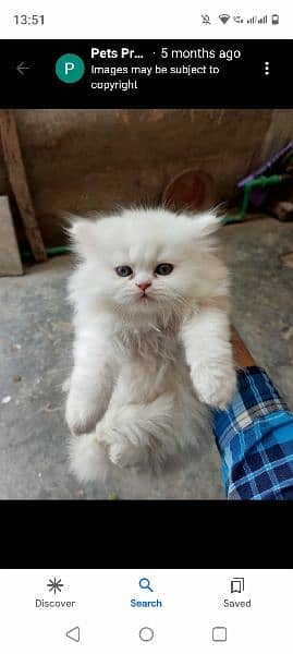 CFA exotic/persians available 2