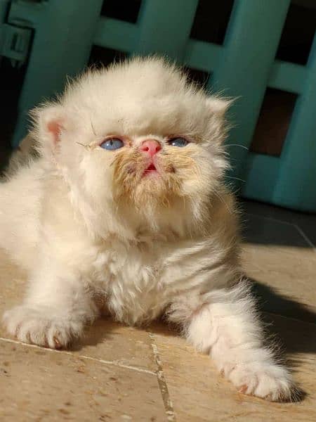 CFA exotic/persians available 4