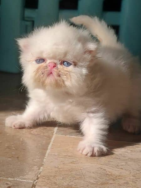 CFA exotic/persians available 5