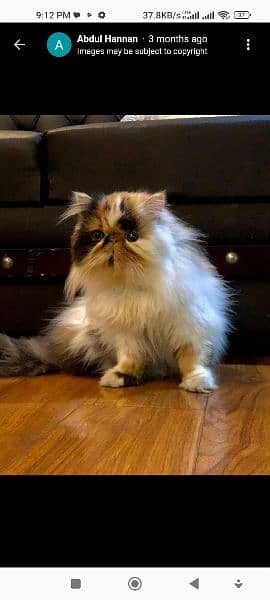 CFA exotic/persians available 7