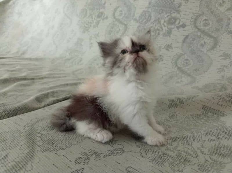 CFA exotic/persians available 11