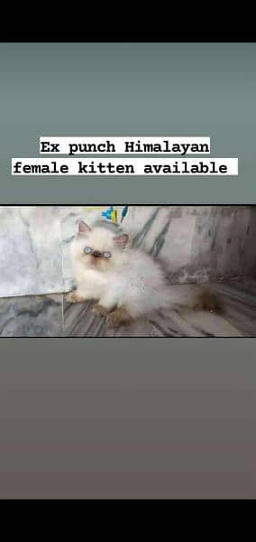 CFA exotic/persians available 13