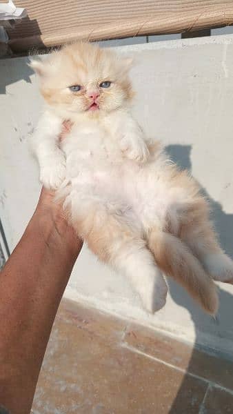 CFA exotic/persians available 14