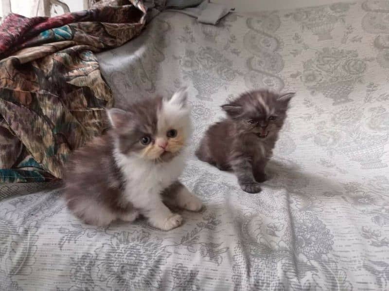 CFA exotic/persians available 17