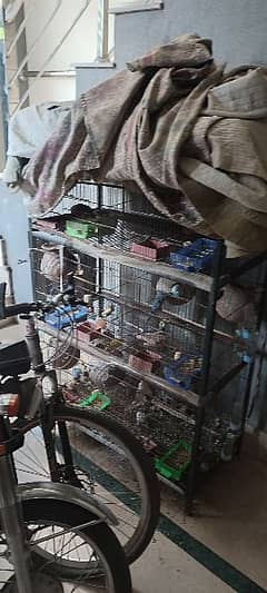bird's cage for sale with Australian parrot's complete setup