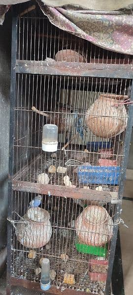 bird's cage for sale with Australian parrot's complete setup 1