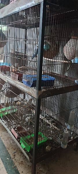 bird's cage for sale with Australian parrot's complete setup 2