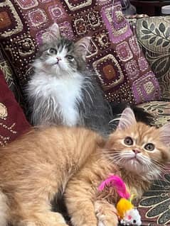 2.5 months Persian kitten pair very playful