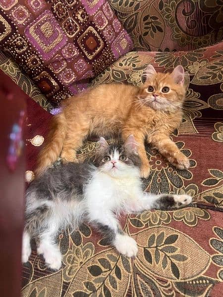 2.5 months Persian kitten pair very playful 4
