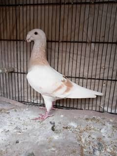 fancy pigeon German beauty male 0