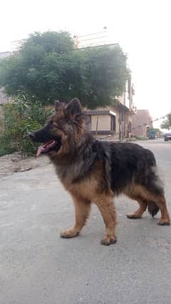 Exceptional Opportunity: Female German Shepherd 9 months old.