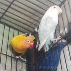 blue fisher and pastel split ino breeder pair love bird for sale