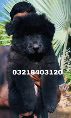 Black Long  Coat German shepherd  puppies for sale