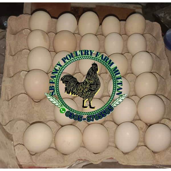 ayam Cemani gray eggs & chicks 5