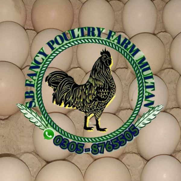 Ayam Cemani gray toung eggs & chicks 3