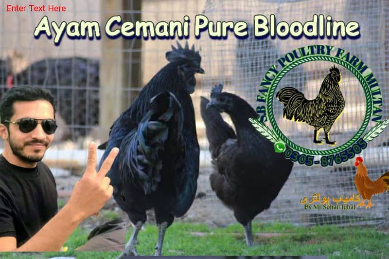 Ayam Cemani gray toung eggs & chicks 4