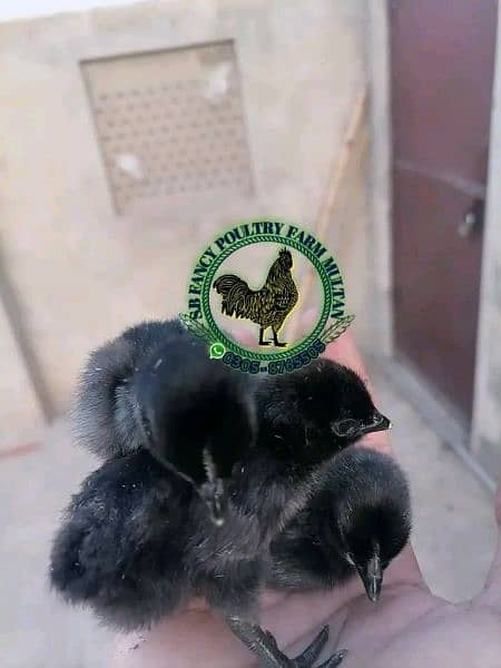 Ayam Cemani gray toung eggs & chicks 14