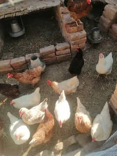 lohmen brown F2 breed hens