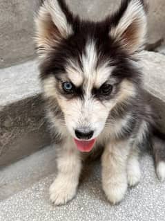 Syberian Husky Agouti puppy