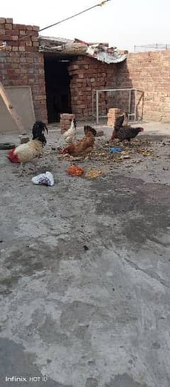 4 Hens, 1 Cock
