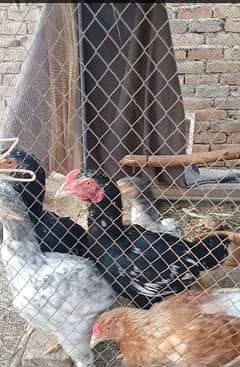 Aseel black pair patha pathi young 7 months