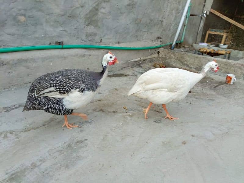 Guiana fowl ticher pair 0