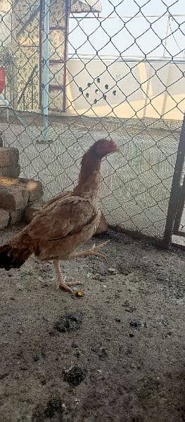 aseel hens for sale 3