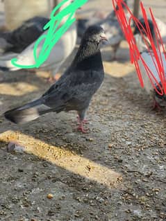 high flyer pigeon male female