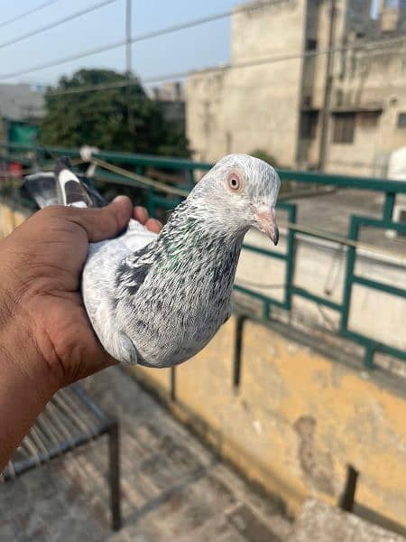 high flyer pigeon male female 1