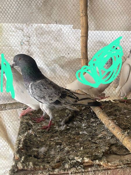 high flyer pigeon male female 7