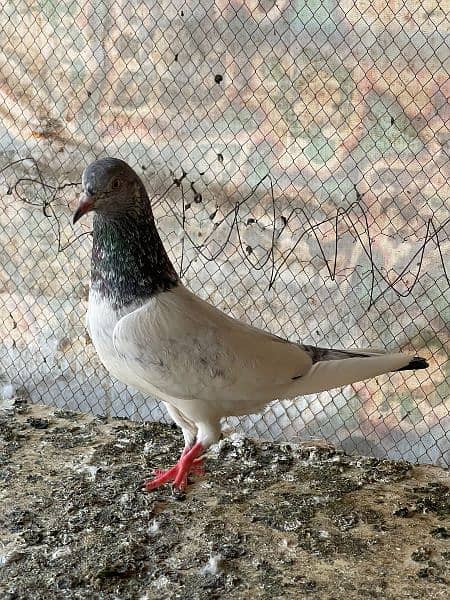 high flyer pigeon male female 10