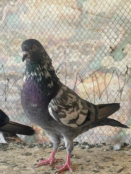 high flyer pigeon male female 11
