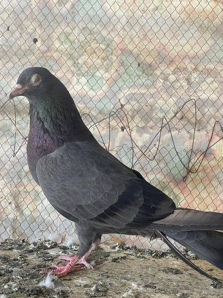 high flyer pigeon male female 16