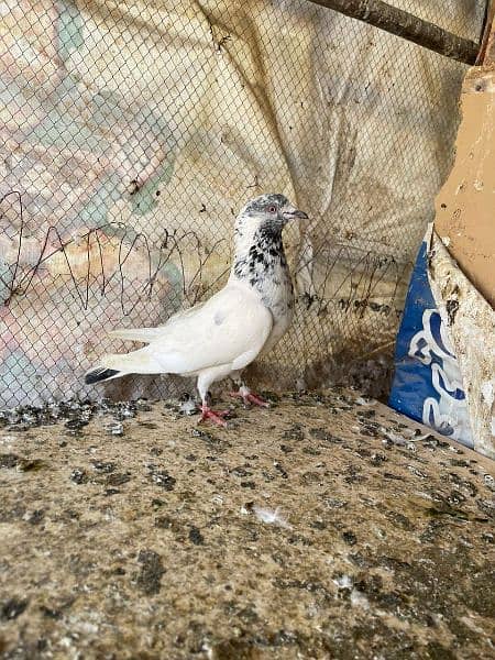 high flyer pigeon male female 17