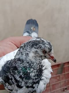 best baby pigeon for sale