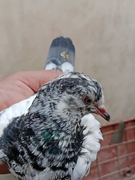 best baby pigeon for sale 0