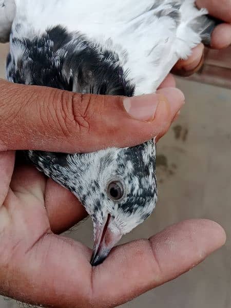 best baby pigeon for sale 2