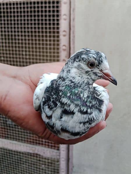 best baby pigeon for sale 4