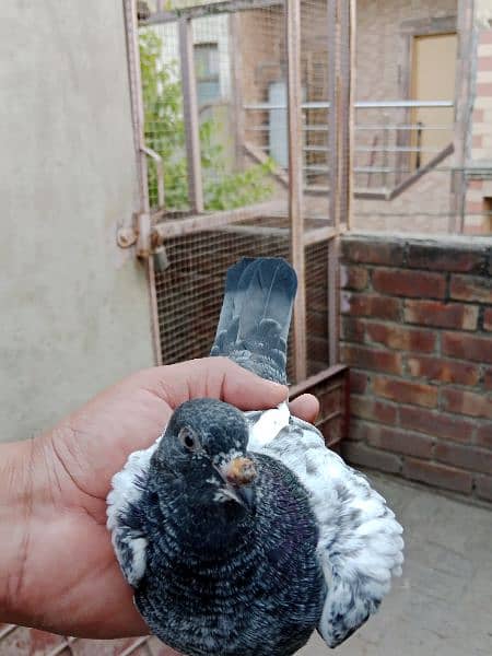 best baby pigeon for sale 5