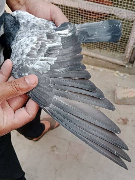 best baby pigeon for sale 6