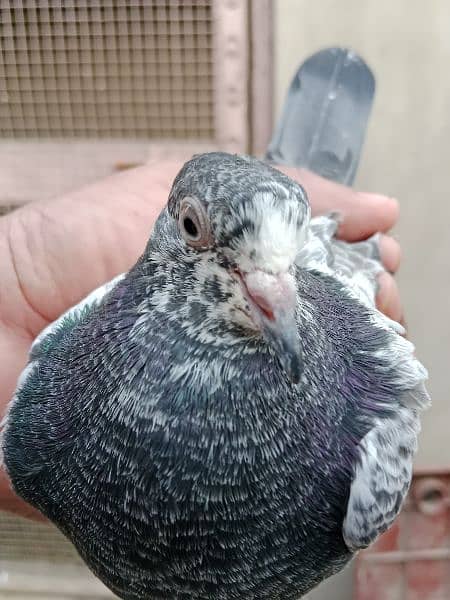 best baby pigeon for sale 7