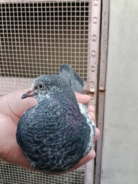 best baby pigeon for sale 8